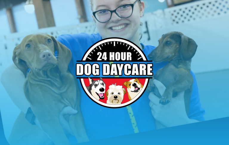 24 Hour Dog Daycare