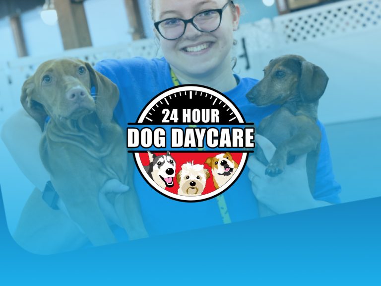 24 Hour Dog Daycare